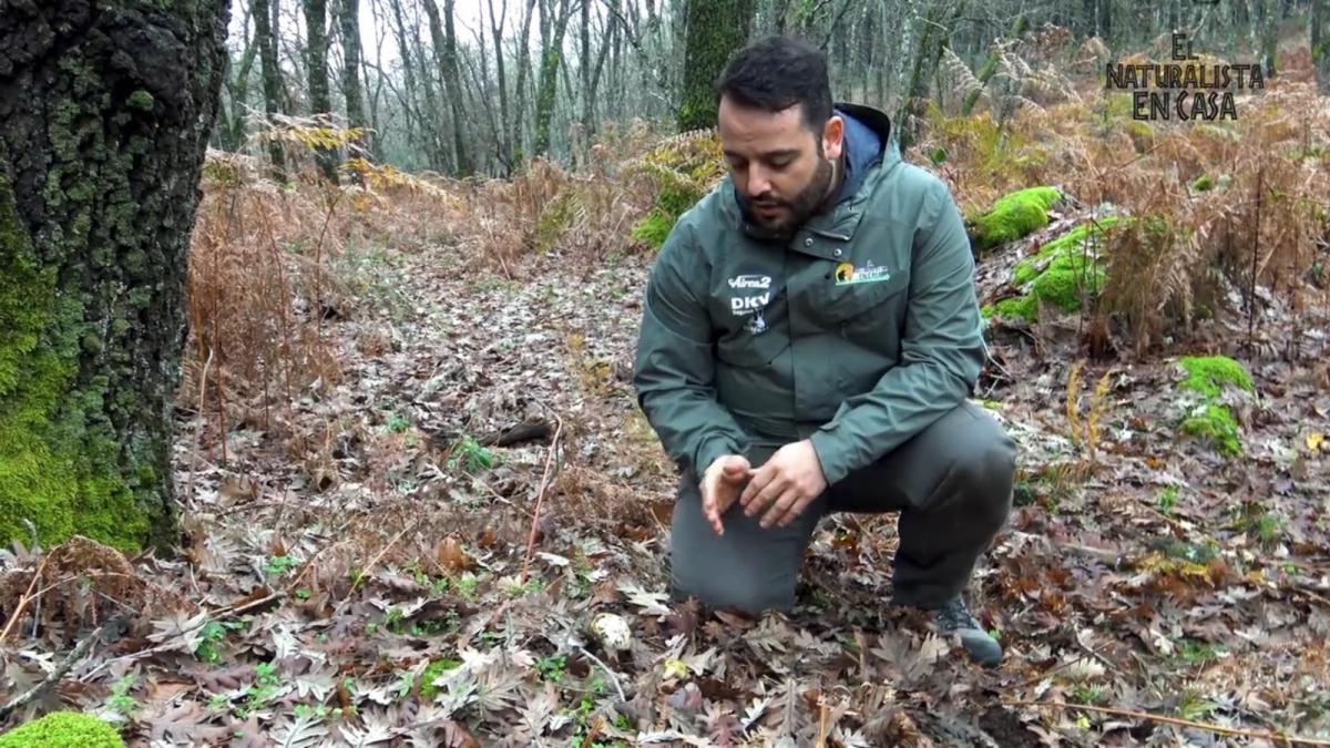 El moralo Fernando Sánchez Castilla analiza la micología con ‘El naturalista en casa’