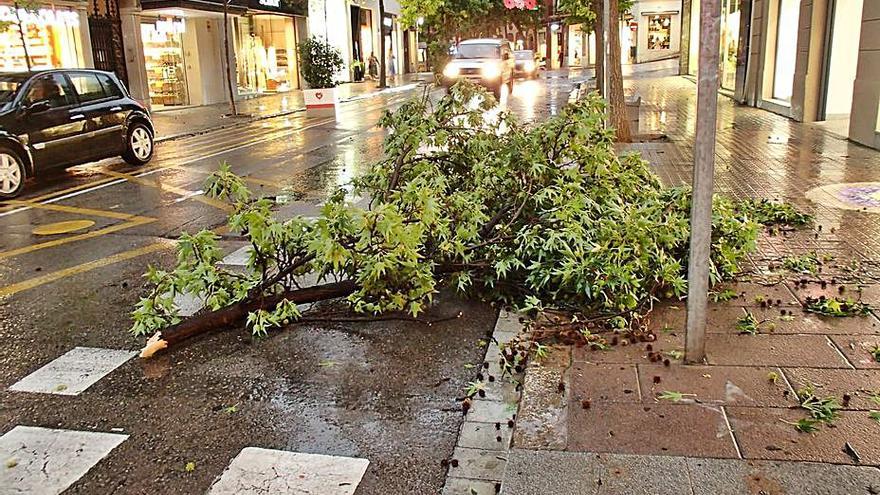 Arbre trencat al carrer Guimerà de Manresa | JOAN TOMASA