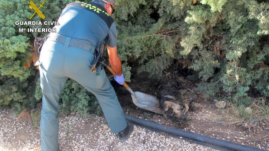 Guardia Civil sacando a uno de los perros fallecidos.