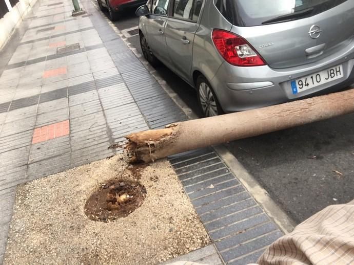 Un árbol cae en mitad de la calzada de la calle Cayetano de Lugo