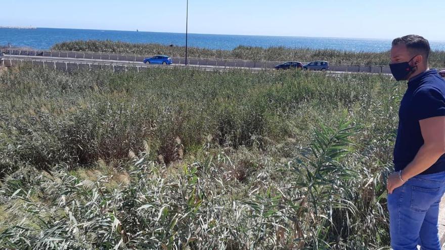 Compromís alerta de la falta de limpieza del barranco de Aguamarga en Alicante