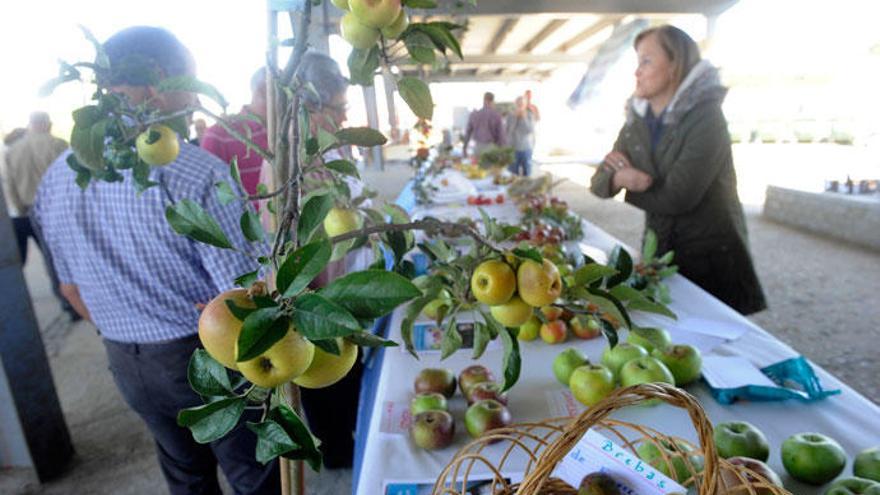 Mercado agroalimentario de Abegondo.