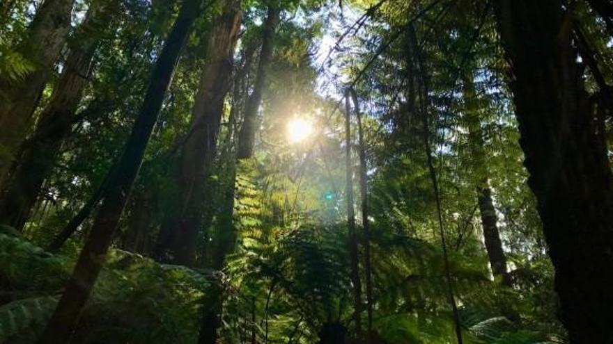 Els boscos tropicals són els ecosistemes més amenaçats pel canvi climàtic