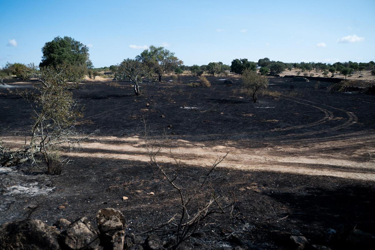Galería | Las Viñas de Arroyo de la Luz, el día después del incendio Galería | Las Viñas de Arroyo de la Luz, el día después del incendio
