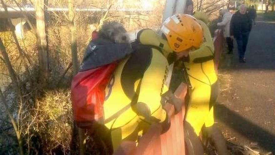 Un bombero rescata al perro con la ayuda de una mochila.