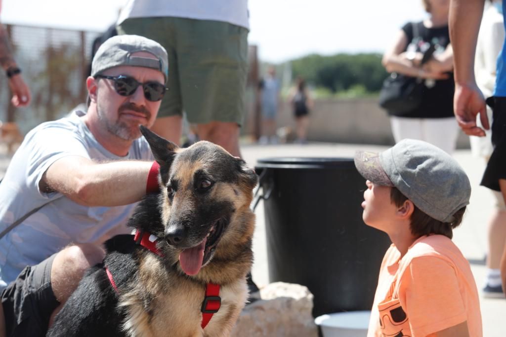 Pasarela de perros de adopción en Bioparc