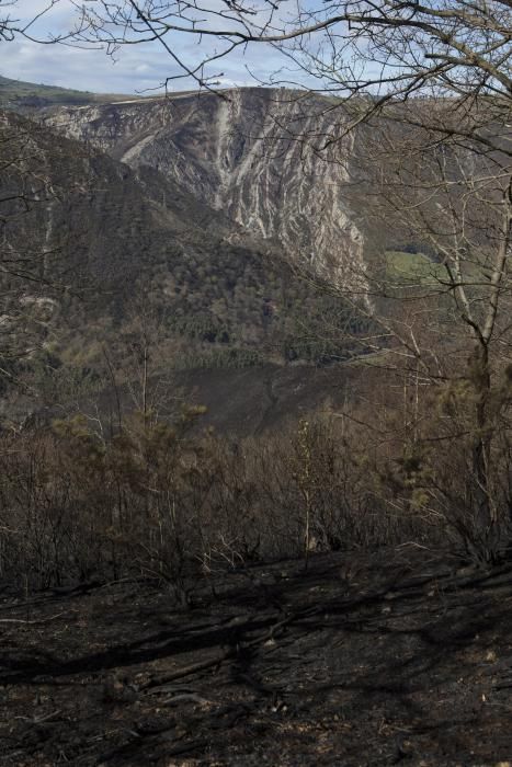 Paisaje después del fuego en Millera (Salas)