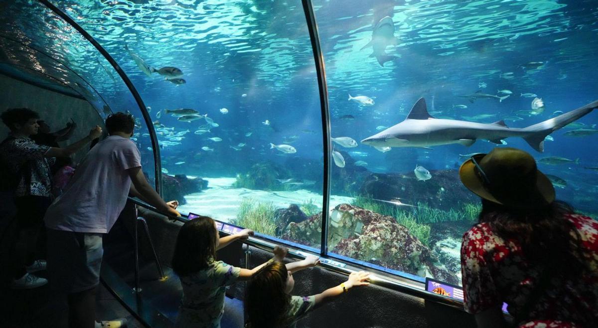 L’Aquàrium de BCN celebra els 30 anys amb una gran renovació L’Aquàrium de BCN celebra els 30 anys amb una gran renovació