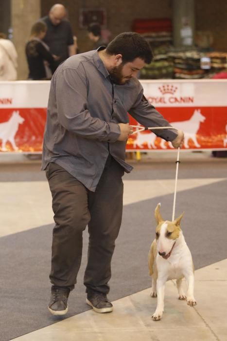 XXI Exposició Internacional Canina