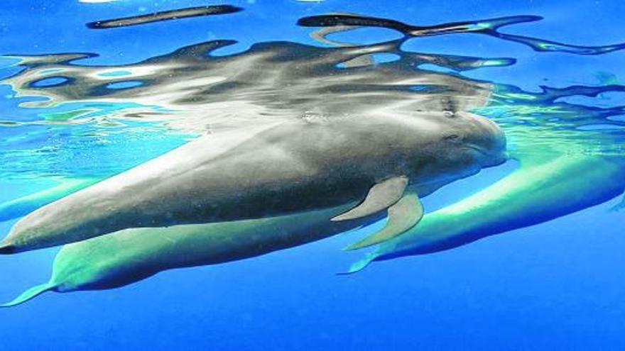 Imagen de archivo de unos cetáceos en aguas canarias. | | E.D.