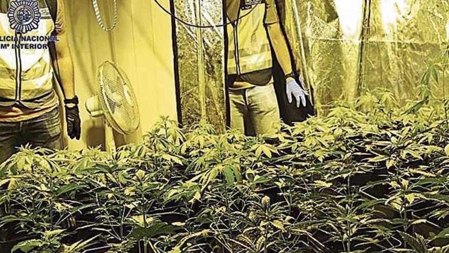 Policías, en la plantación de marihuana descubierta en Maó.