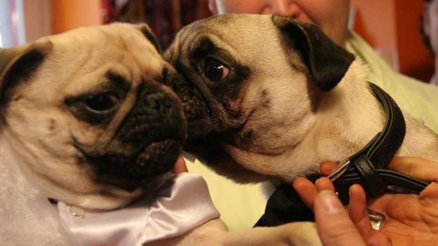 Dos perros durante una boda canina. / la opinión