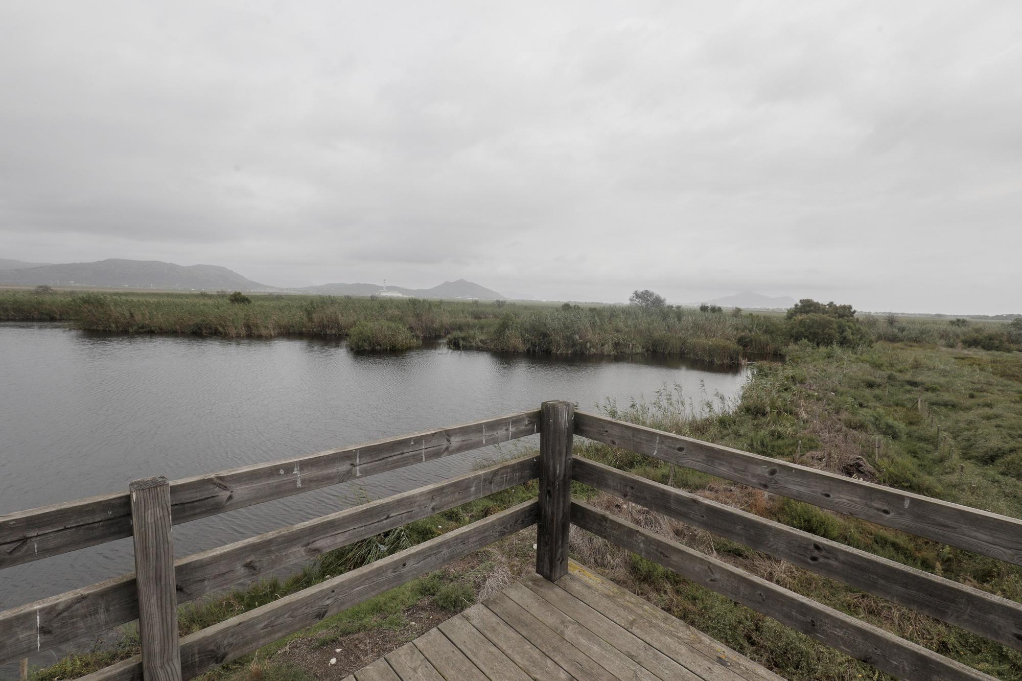 S'Albufera, un año después del incendio