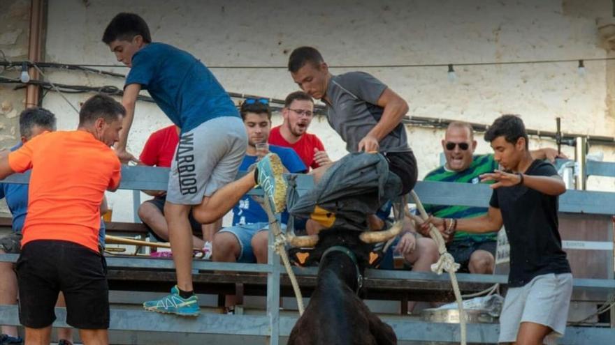 El toro celebra su fin de semana grande en la C. Valenciana