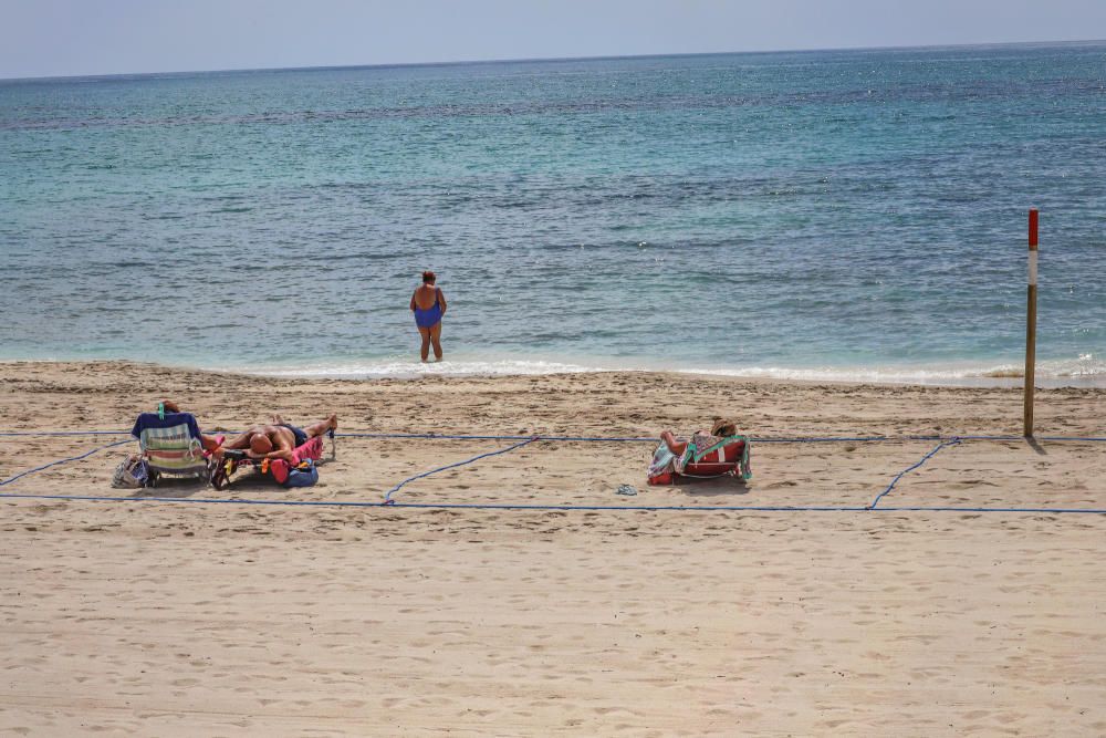 Primer día de baño autorizado en las playas de Torrevieja con arena parcelada y controles de acceso