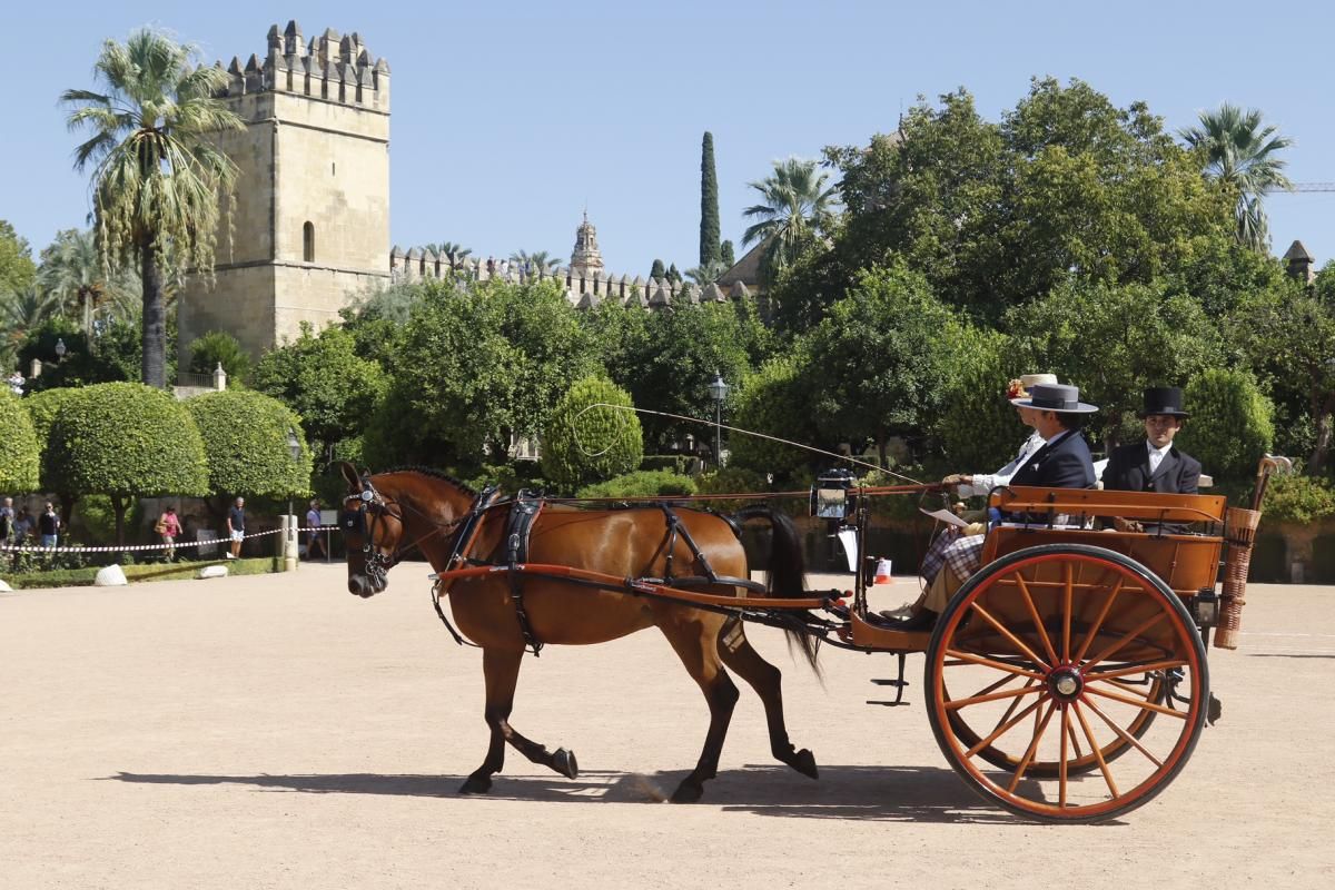 Fotogalería/ Tercera jornada de Cabalcor, concurso de enganches.