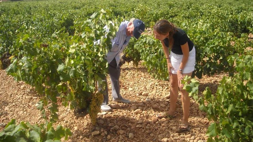 Técnicos en el cuidado de viñas de Can Ribas inspeccionan el estado de las cepas.