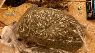 Dos detenidos por cultivar 233 plantas de marihuana en una urbanización de Santa Susanna