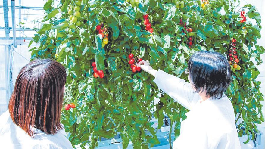 Europa busca las plantas que mejoren cosechas y soporten sequías