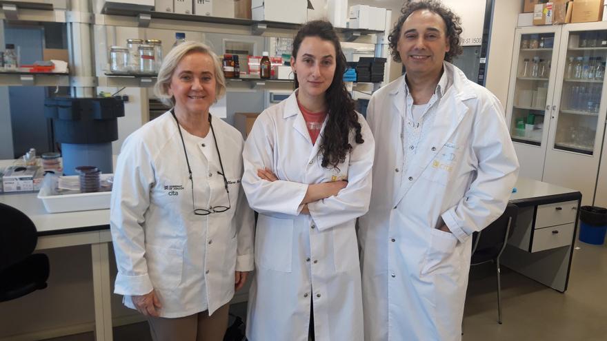 Una investigación aragonesa encuentra una alta resistencia a antibióticos en un peligroso patógeno porcino que puede afectar a humanos