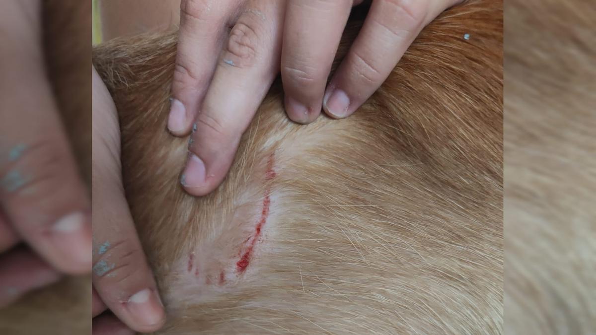 La foto es de uno de los ataques y en el vídeo se puede ver al perro agresivo, de color negro