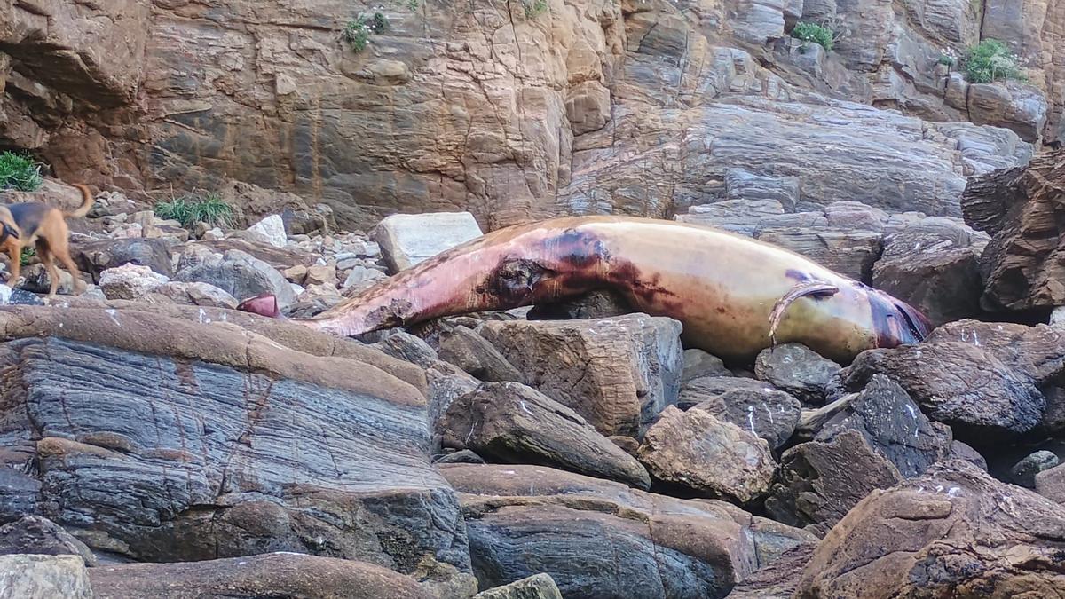 Aparece un cetáceo de seis metros en una playa de Arteixo