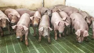 La Comunidad autorizó durante años el aumento de cerdos en granjas sin medir su impacto ambiental