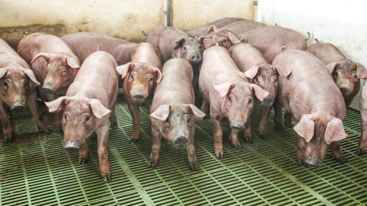 Una explotación dedicada a la cría de cerdos en la Región.