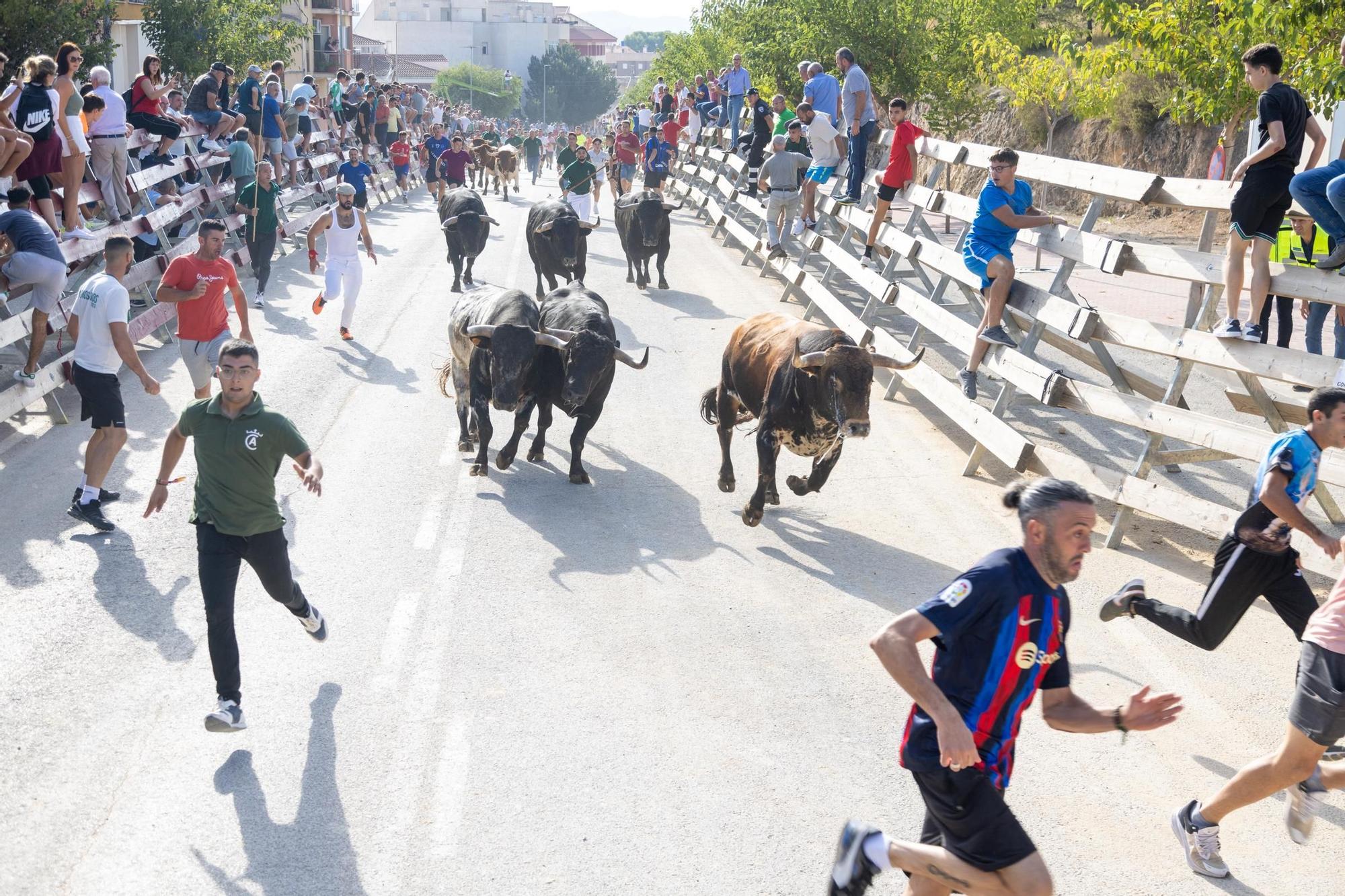 Cuarto encierro de la Feria Taurina del Arroz en Calasparra