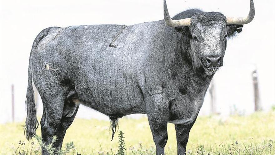 Los Sanjuanes reúnen a las mejores ganaderías del país