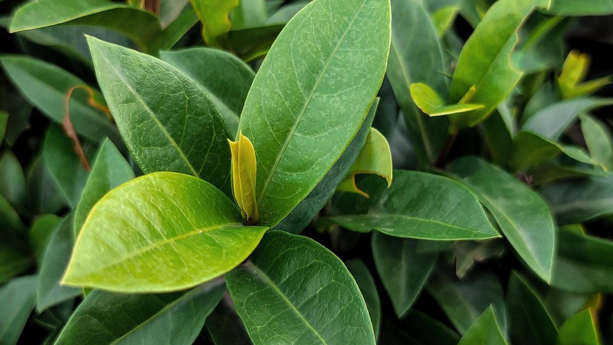 Archivo de imagen de hoja de laurel