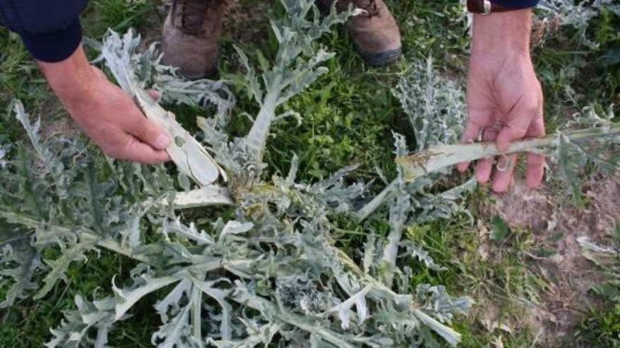 Un agricultor de Monnegre de Dalt muestra su cosecha de pencas destrozada por los arruís.