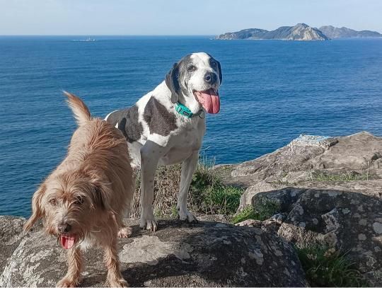 Dos canes, en unas rocas en Monteferro.