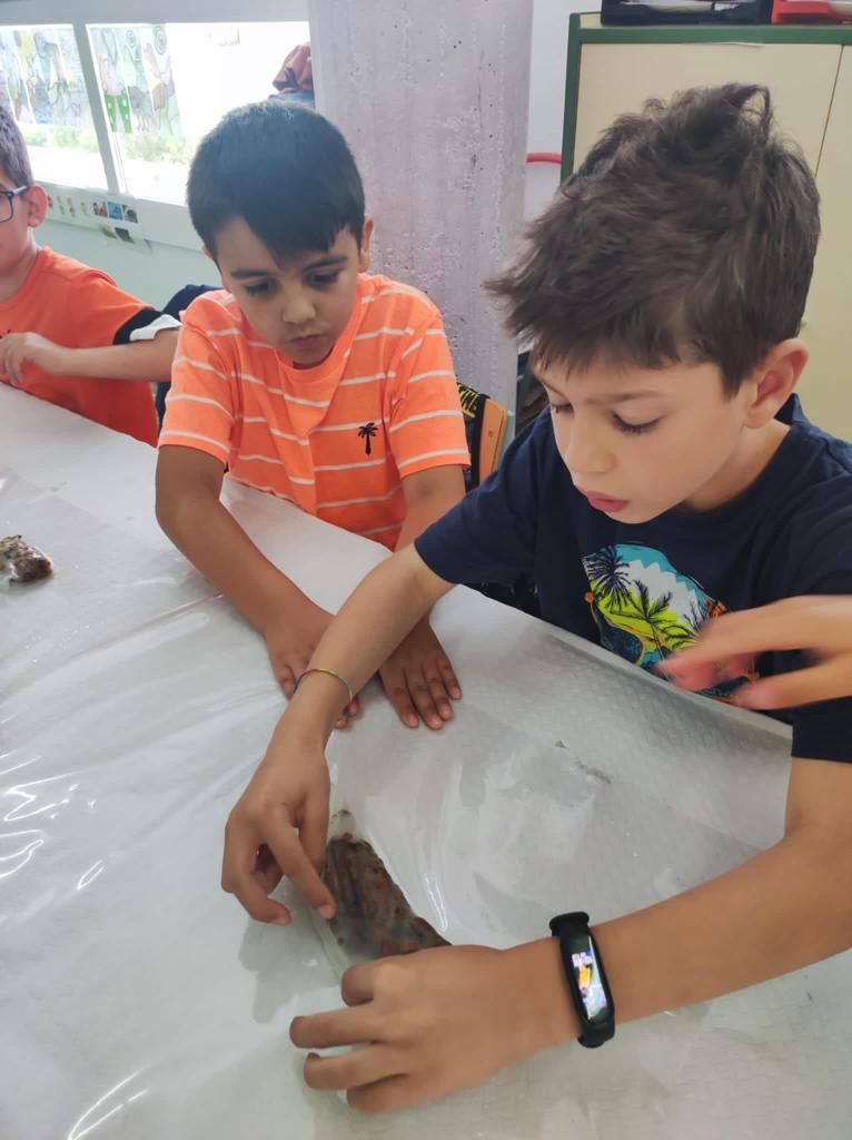 Projecte de l'Escola Monseyor Gibert de Sant Fruitós amb la col verda manresana