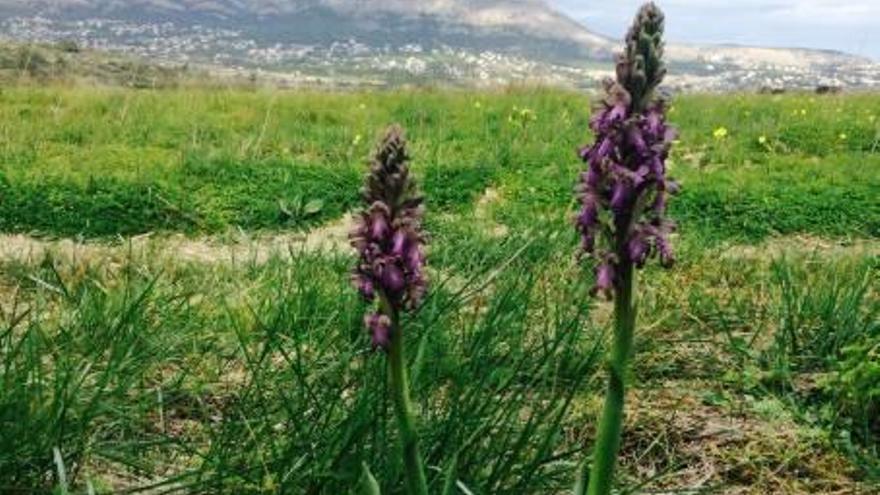 Espectacular floración de orquídeas gigantes en la Marina