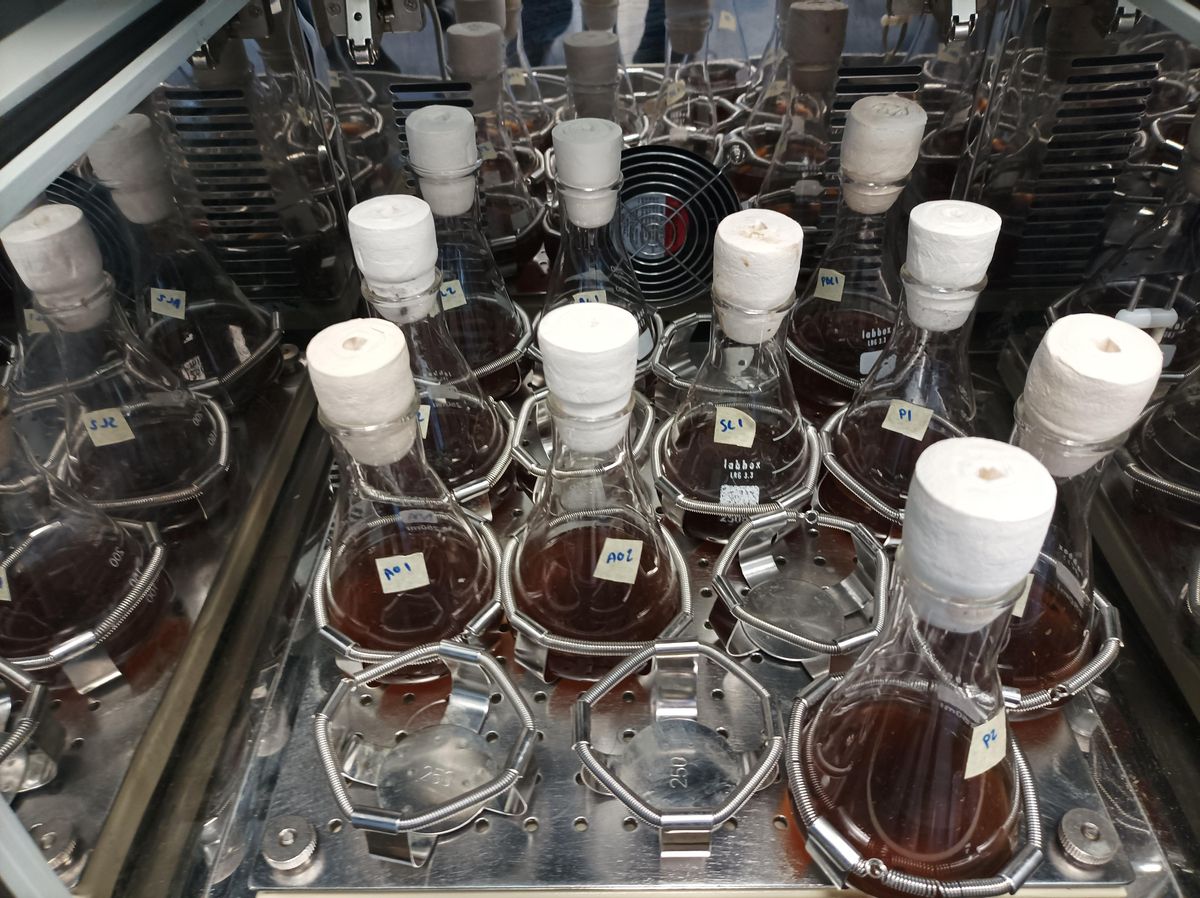 Bioprocesado de los escarabajos en el laboratorio.