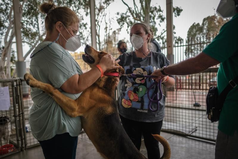 Volcán en Canarias: recogida de animales afectados por la erupción