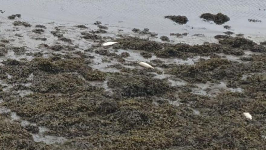 La lluvia pasa factura a la ría de Pontevedra: tras el cierre del marisqueo, aparecen ahora peces muertos