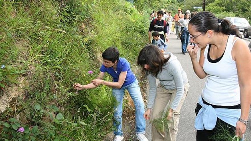 Gente de todas las edades se animó a recoger las hierbas en el entorno del colegio de O Carballal.