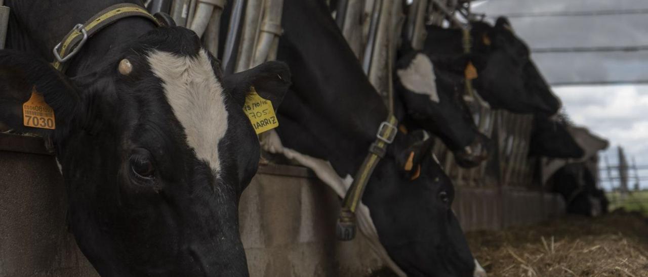 Vacas lecheras en una explotación de la provincia de Zamora. | Emilio Fraile