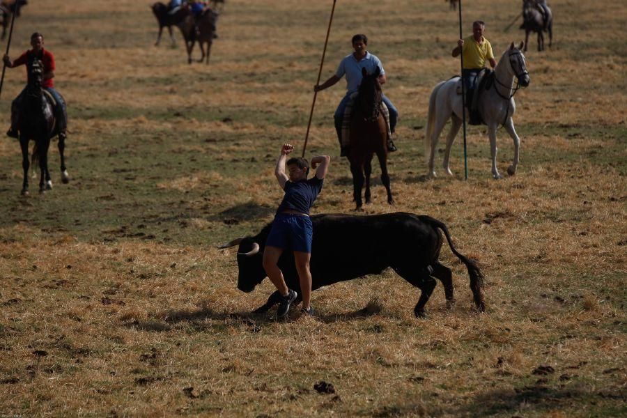 Fiestas en Zamora: Encierro en Venialbo