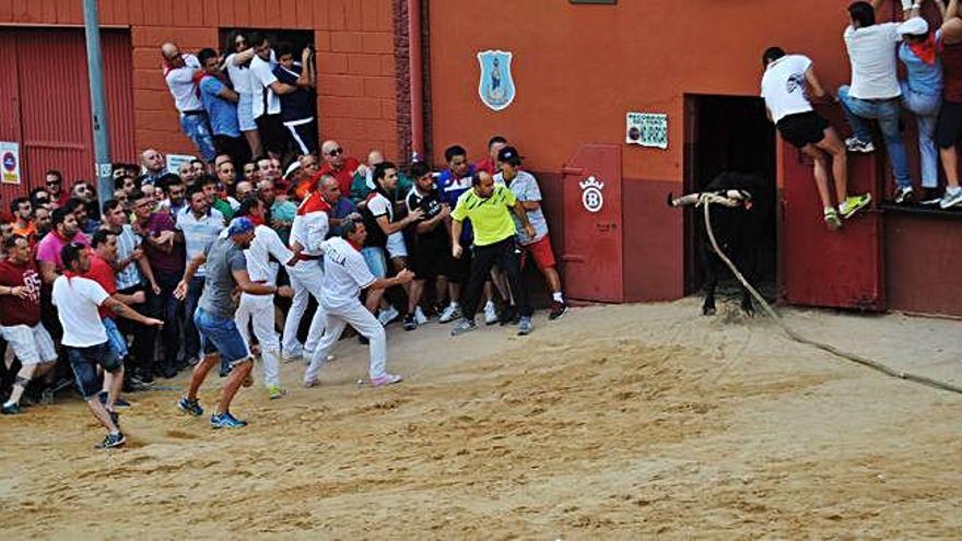 &quot;Conciliador&quot; saliendo del toril.