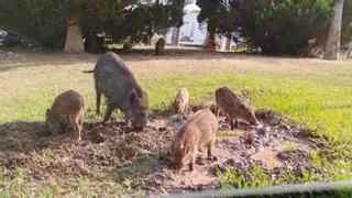 Una familia al completo de jabalíes levanta gran expectación en una rotonda en Orpesa