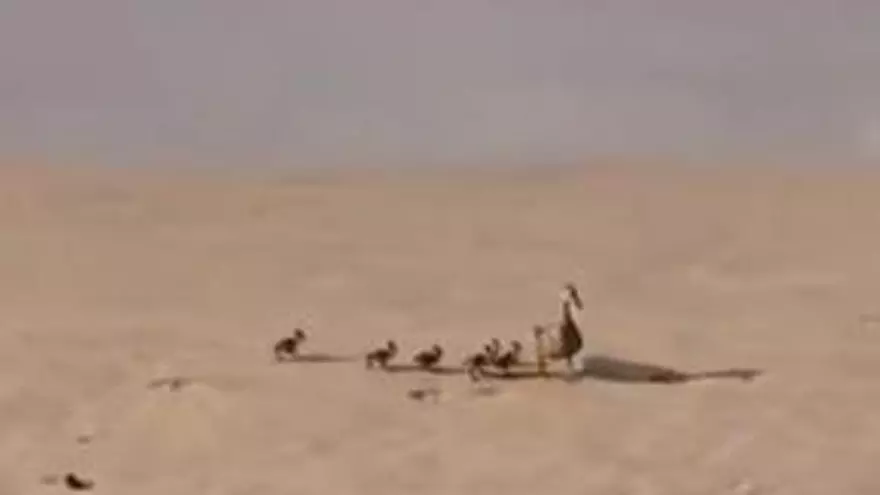 La llamativa familia de animales en la playa de San Lorenzo de Gijón