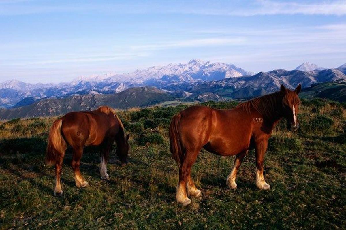 Cabalgar por el Parque Natural de Redes en Asturias