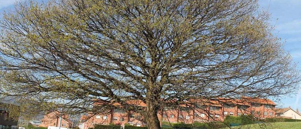 El roble de la parcela en la que se ubicará el futuro instituto.