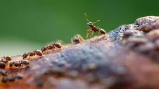 Estos 3 alimentos que tienes en casa acaban con las hormigas en tu hogar de un plumazo