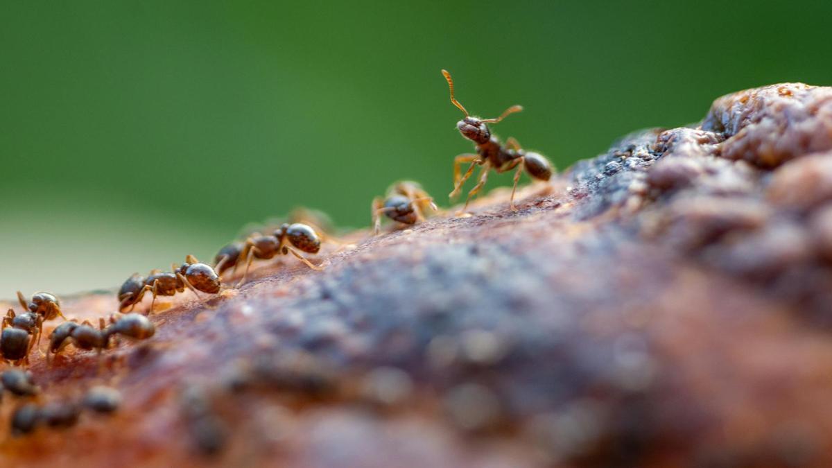 Estos 3 alimentos que tienes en casa acaban con las hormigas de tu hogar en un plumazo