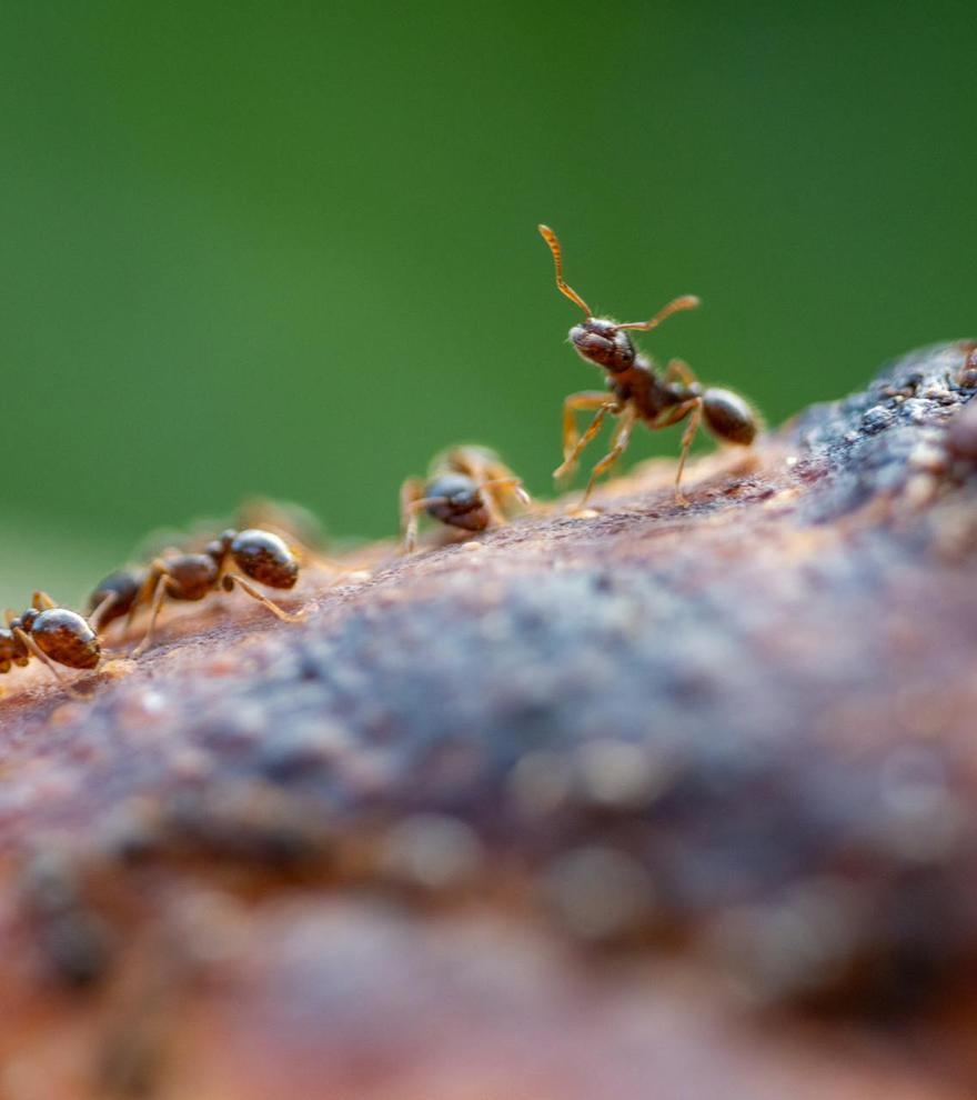Estos 3 alimentos que tienes en casa acaban con las hormigas en tu hogar de un plumazo