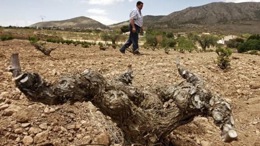 La sequía destruye el 50% de la cosecha de uva de este año